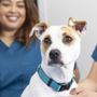 California Pet Hospital