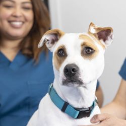 California Pet Hospital