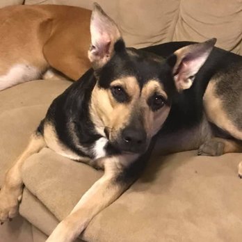 Fur-Ever Paws Dog Rescue - Animal Shelters Near Me