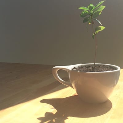 Astoria Coffee by null