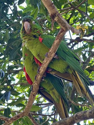 Parque das Aves by null