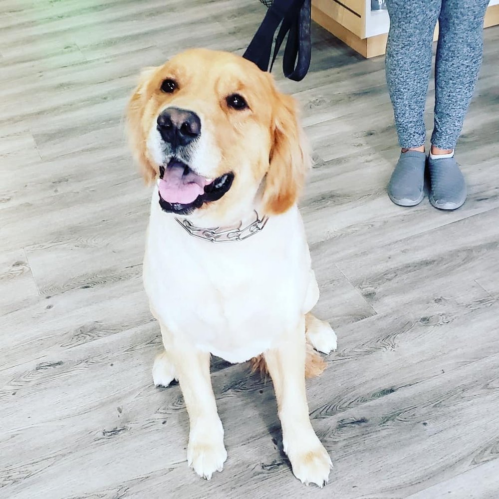 GOOD DOG ROCKY 34 Photos & 16 Reviews 22895 Brambleton Plz, Ashburn