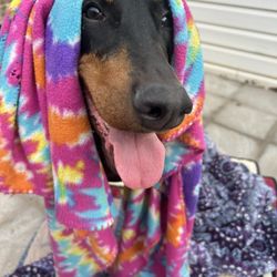 Bed N' Bones Kennel - Athena