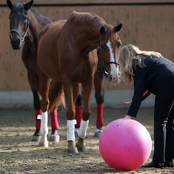 Karin Rathje Consulting & Training -Coaching by Horse-