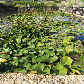 International Waterlily Collection - Water Lilys - Botanical Gardens Near Me - San Angelo, Texas International Waterlily Collection - Water Lilys - Botanical Gardens Near Me - San Angelo, Texas