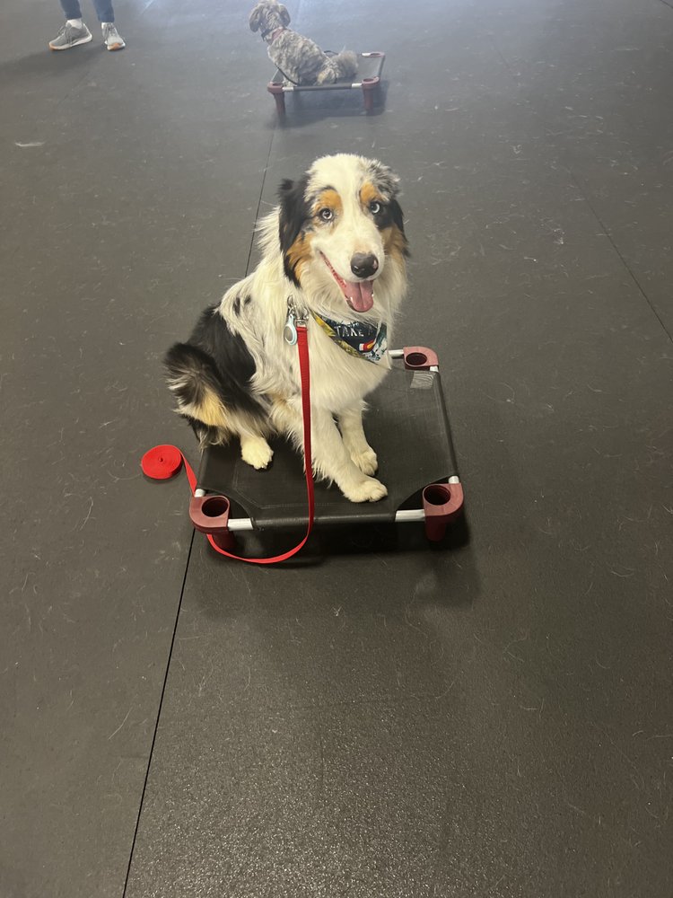 CANINE BEHAVIORAL BLUEPRINTS Updated August 2024 Colorado Springs