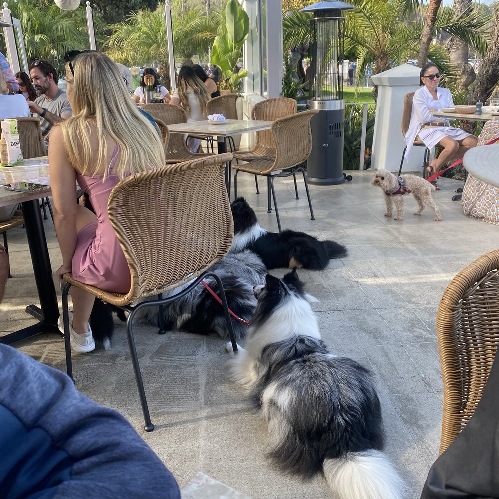 Gracie - Too many dogs - Cocktail Bars Near Me - Santa Barbara, California Gracie - Too many dogs - Cocktail Bars Near Me - Santa Barbara, California