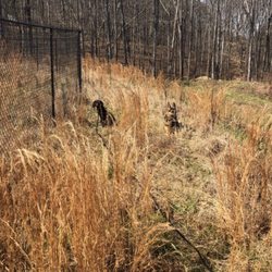 German Shepherd off leash while the Boykin spaniel is on a 30ft leash