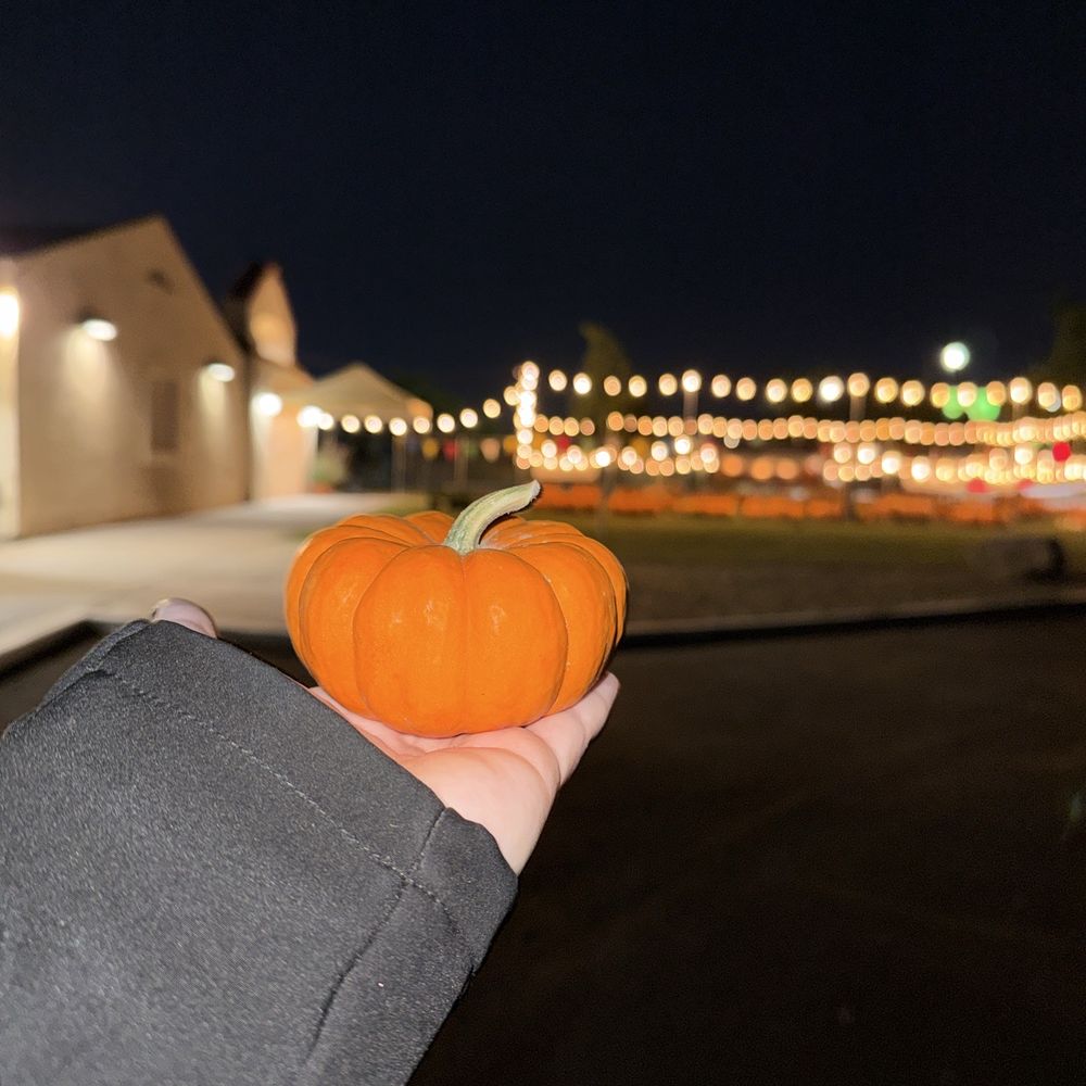 The Pumpkin Patch - Tiny pumpkin with patch background - Pumpkin Patches Near Me - Tempe, Arizona The Pumpkin Patch - Tiny pumpkin with patch background - Pumpkin Patches Near Me - Tempe, Arizona