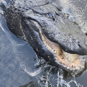 Gatorland - Feeding the beasts - Zoos Near Me - Orlando, Florida Gatorland - Feeding the beasts - Zoos Near Me - Orlando, Florida