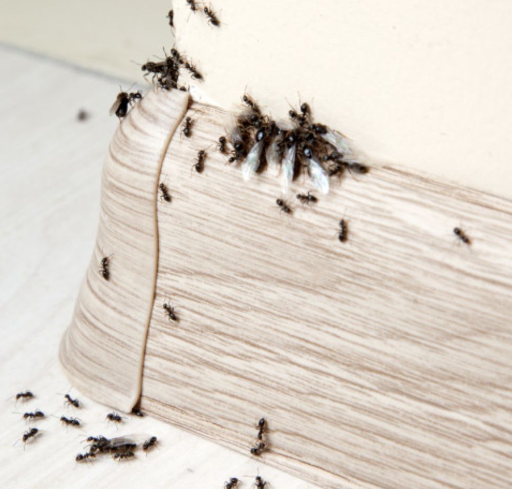 AFFORDABLE PEST CONTROL Updated August 2024 15 Photos Aurora