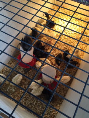 Homestead Gardens by null