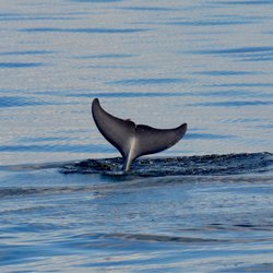 Jolly Sailing & Dolphin Cruise - Jolly Sailing Dolphin watching