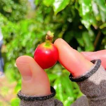 O'o Farms - a hand holding a red apple - Food Tours Near Me - Kula, Hawaii