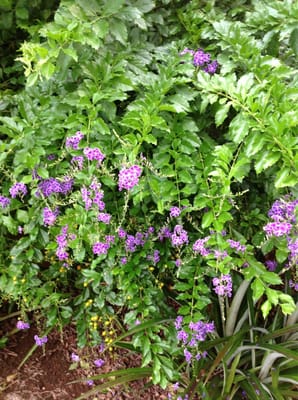 Orchid Tree Bed & Breakfast by null