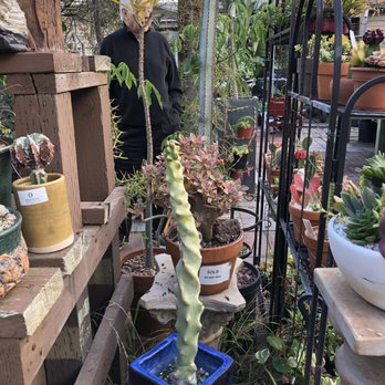 California Cactus Center - Nurseries & Gardening Near Me - Pasadena, California