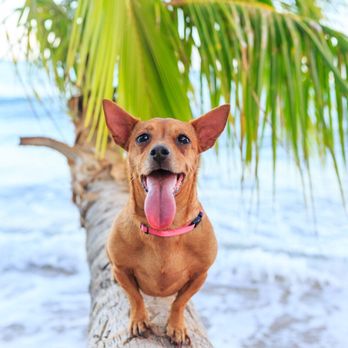 Keri Nakahashi Photography - Pet Photography Near Me
