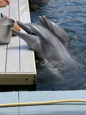 Dolphin Life Key Largo by null