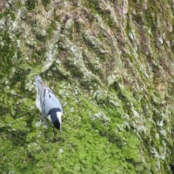Firestone Metro Park - White-Breasted Nuthatch near the bridges over the river and the race