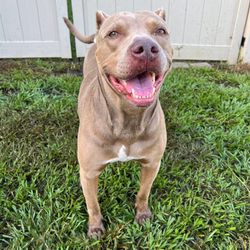 Canine Cabana - One happy Boy