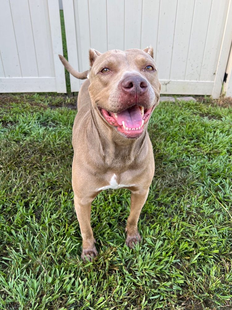Canine Cabana - pet boarding facility in Riverview, FL