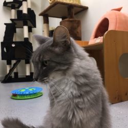 Humane Society's Mountain Shelter