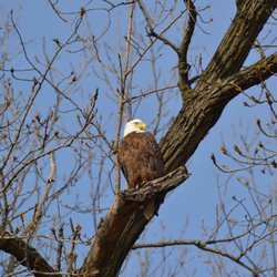 Reelfoot Lake State Park