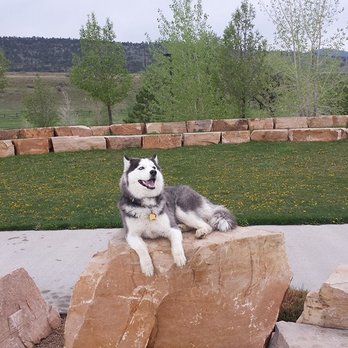 Peak Dog Training - Pet Training Near Me Peak Dog Training - Pet Training Near Me