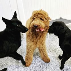 Pawparazzi Pet Resort