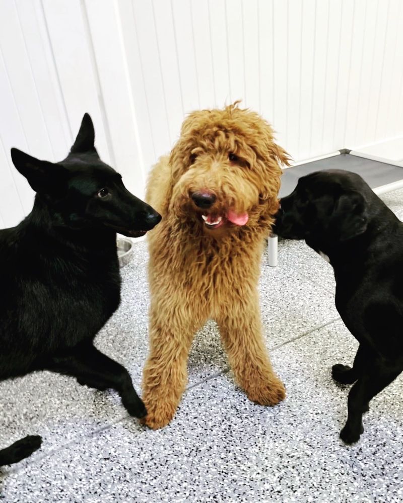 Pawparazzi Pet Resort - pet boarding facility in Los Angeles, CA