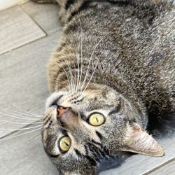 Lazy Time Massage - Cat