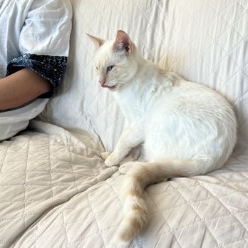 Whiskerwood Haven - Animal Shelters Near Me - San Francisco, California