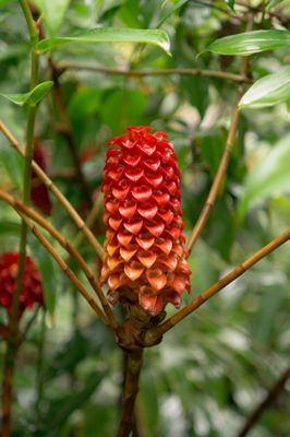 Hawai‘i Tropical Botanical Garden by null