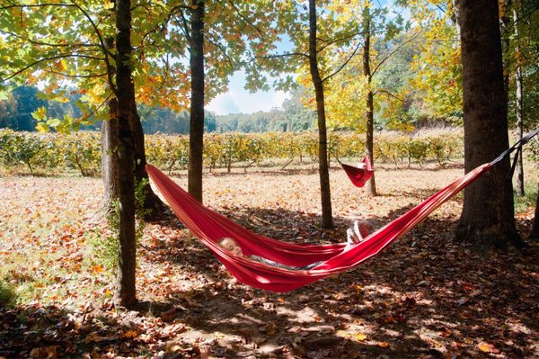 Cartecay Vineyards by null