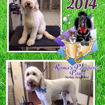 Roma's Pampered Paws Mobile Pet Stylist - Mia's Before and After - Pet Groomers Near Me Roma's Pampered Paws Mobile Pet Stylist - Mia's Before and After - Pet Groomers Near Me