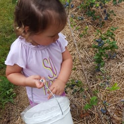 Burton's Farm Blueberries