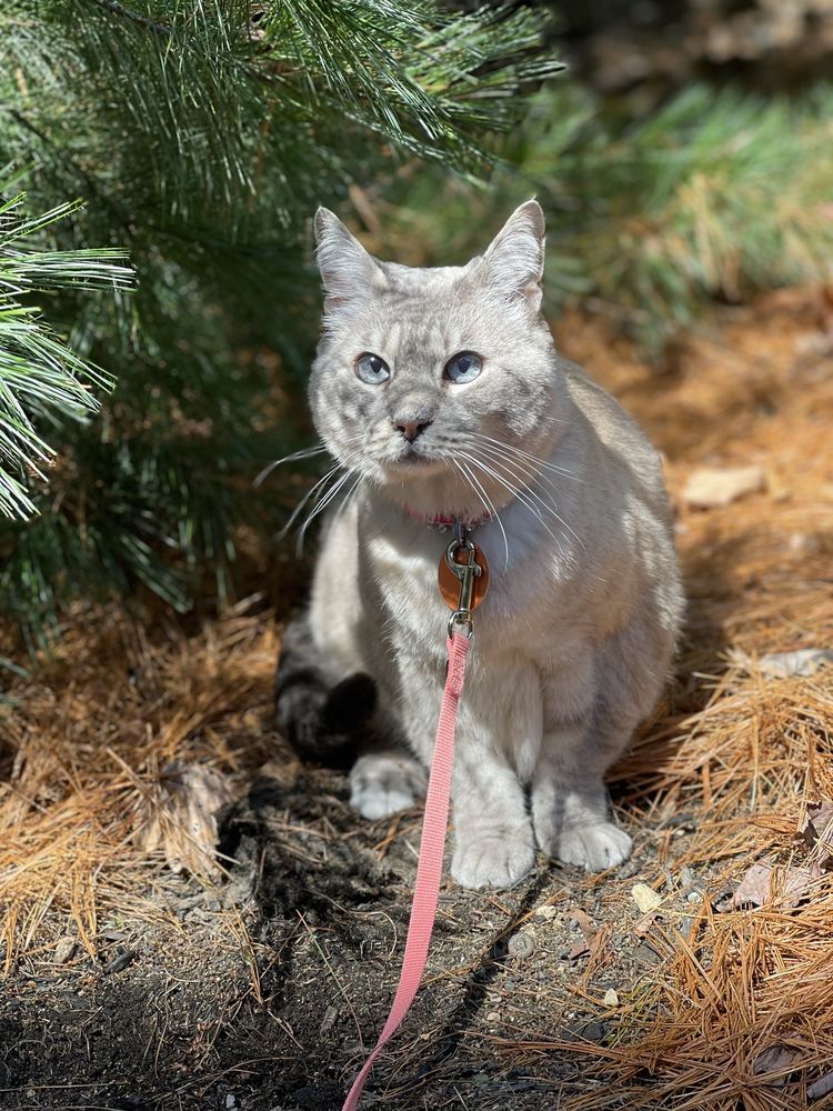 WACHUSETT ANIMAL HOSPITAL AND PET RETREAT Updated October 2024 46