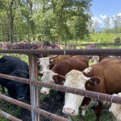 Fat Ass Heifer Cidery - Feeding the heifers