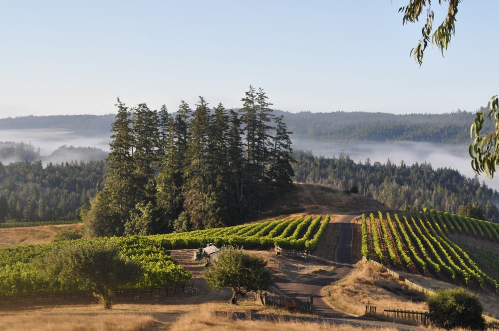 Peay Vineyards Logo