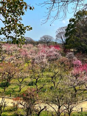 Osaka Castle Park by null