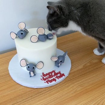 Amia Bakery - My cat licking his birthday cake. - Bakeries Near Me - Newark, California Amia Bakery - My cat licking his birthday cake. - Bakeries Near Me - Newark, California