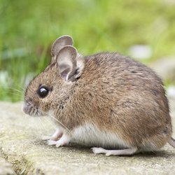 Summit Pest Control - Rodent control in Hampton, VA.