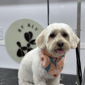 Grooming by Aly - Pet Groomers Near Me - Centennial, Colorado