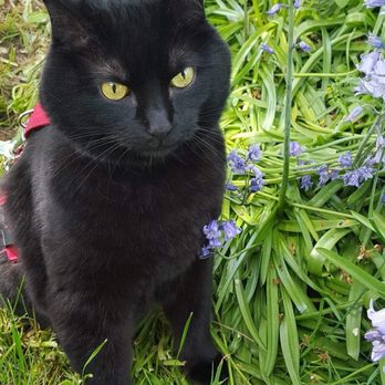 Compassion 4 Paws - Cat - Pet Hospice Near Me Compassion 4 Paws - Cat - Pet Hospice Near Me