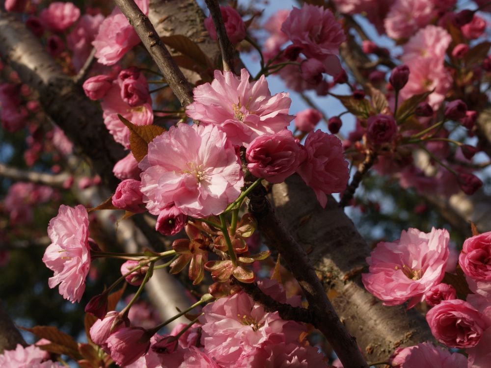 Toronto Botanical Garden