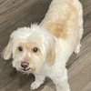 Four Paws Grooming gift card