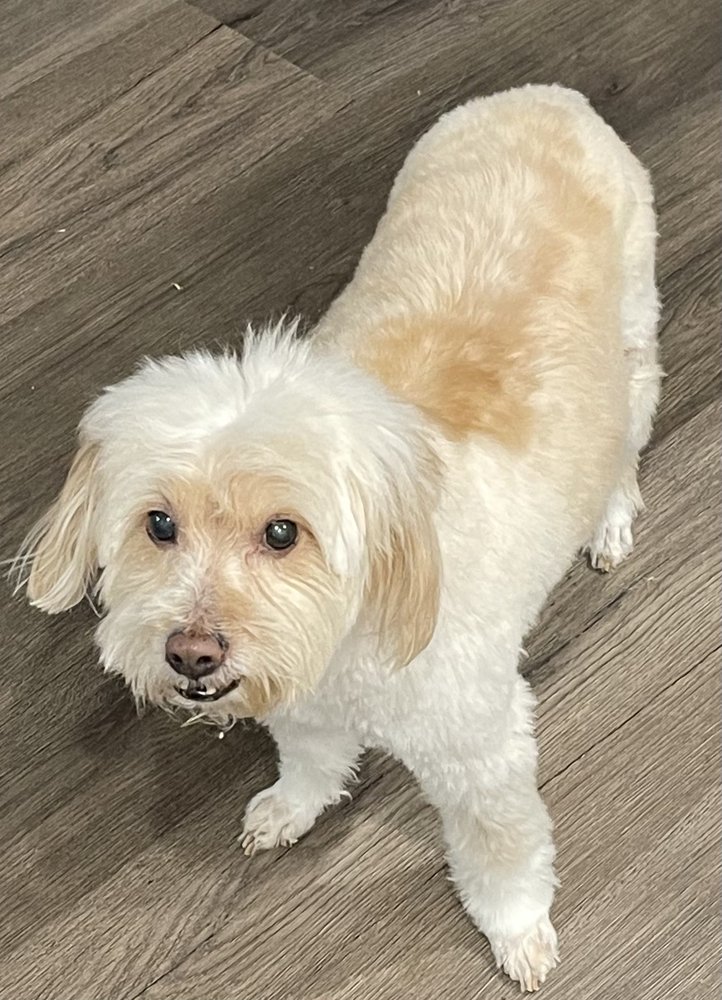 FOUR PAWS GROOMING Updated September 2024 518 E Blanco Rd, Boerne