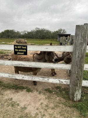 Longhorn Cattle Company by null