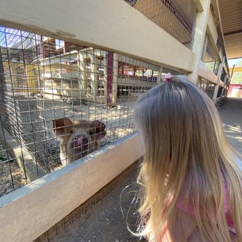 River Street Ranch - Pig - Petting Zoos Near Me - San Juan Capistrano, California River Street Ranch - Pig - Petting Zoos Near Me - San Juan Capistrano, California