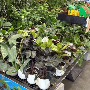 Lowe's Home Improvement - Indoor houseplants area - Hardware Stores Near Me - Phoenix, Arizona